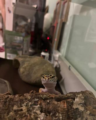 Geco leopardino