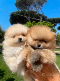 Spitz di Pomerania pedegree Enci - linea Russa