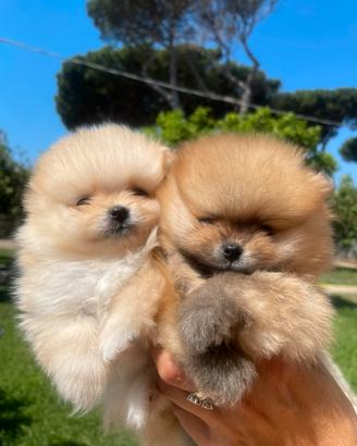 Spitz di Pomerania pedegree Enci - linea Russa
