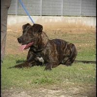 Fiandra, affettuosa e brava vuole la sua famiglia