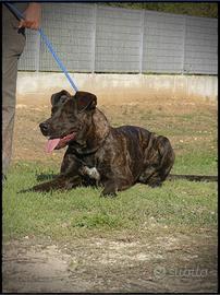 Fiandra, affettuosa e brava vuole la sua famiglia