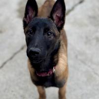 Cuccioli pastore belga Malinois