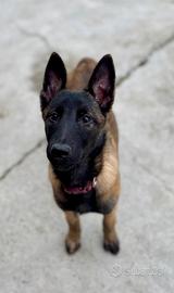 Cuccioli pastore belga Malinois