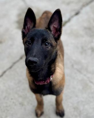 Cuccioli pastore belga Malinois