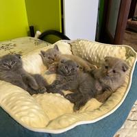 Gattini Scottish Fold