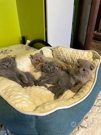 Gattini Scottish Fold