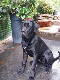 Cane Corso femmina