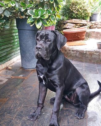 Cane Corso femmina