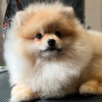 Femmina di spiz di Pomerania adulta