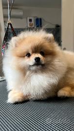 Femmina di spiz di Pomerania adulta