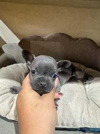 Bulldog francese taglia piccola