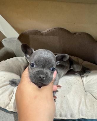Bulldog francese taglia piccola