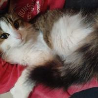 Orchidea, gattina bianca/tigrata 4 mesi pelo folto