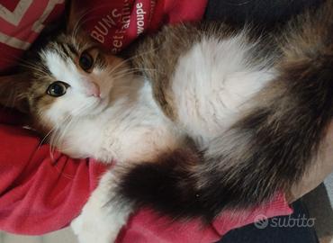 Orchidea, gattina bianca/tigrata 4 mesi pelo folto