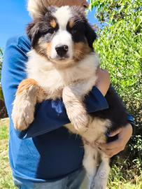 Cuccioli Pastore Australiano tricolor maschi