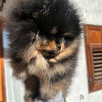 Cucciola di Pomerania pedigree enci
