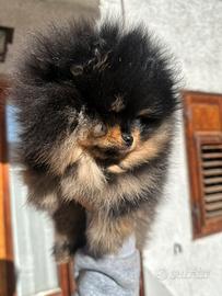 Cucciola di Pomerania pedigree enci