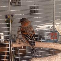 F1 di cardinalino del Venezuela x canarina