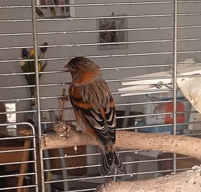 F1 di cardinalino del Venezuela x canarina