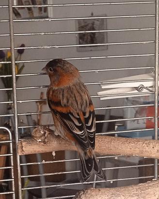 F1 di cardinalino del Venezuela x canarina