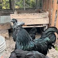 Pulcini Cemani