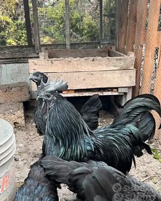 Pulcini Cemani