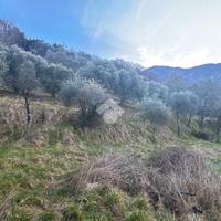 TER. AGRICOLO A LIERNA