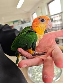 Caicco testa arancio giallo dolcissimo allevato