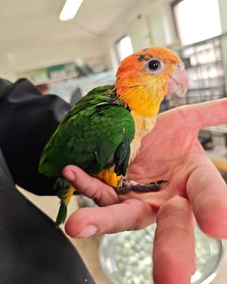 Caicco testa arancio giallo dolcissimo allevato
