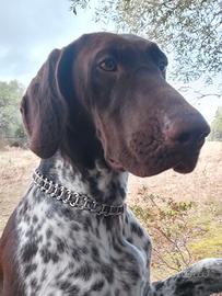 Disponibili cuccioli kurzhaar