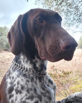 Disponibili cuccioli kurzhaar