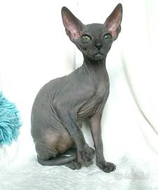Cucciolo sphynx