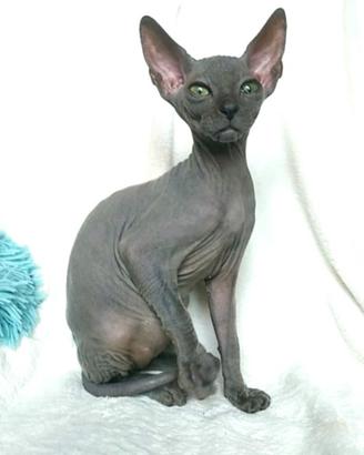 Cucciolo sphynx