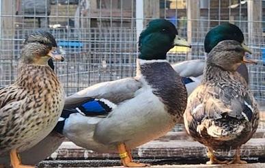 Tris di call duck FOI 2026