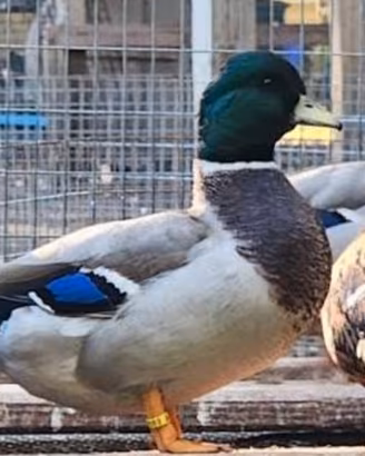 Tris di call duck FOI 2026
