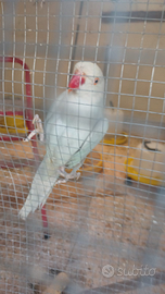 Pappagalli pulletti da inbecco