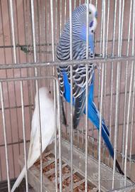 Pappagalli cocorite