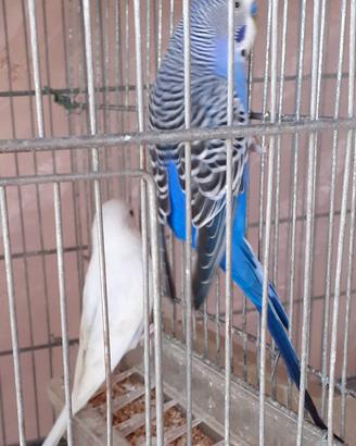 Pappagalli cocorite