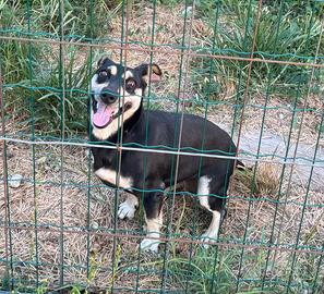 Cagnolina meticcia