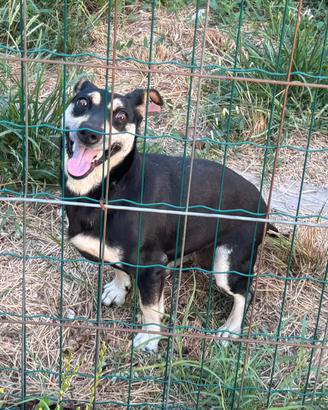 Cagnolina meticcia