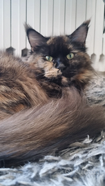 Femmina di Maine Coon giovane adulta