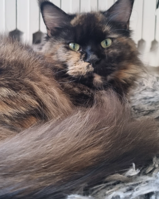 Femmina di Maine Coon giovane adulta