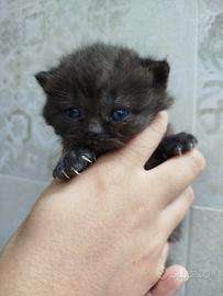 Gattina British shorthair