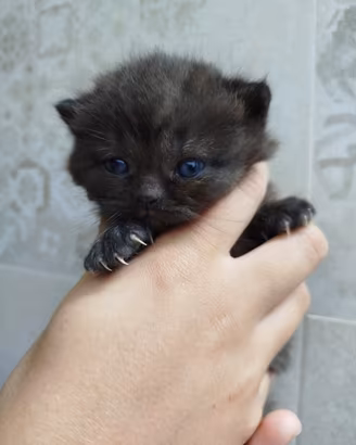 Gattina British shorthair