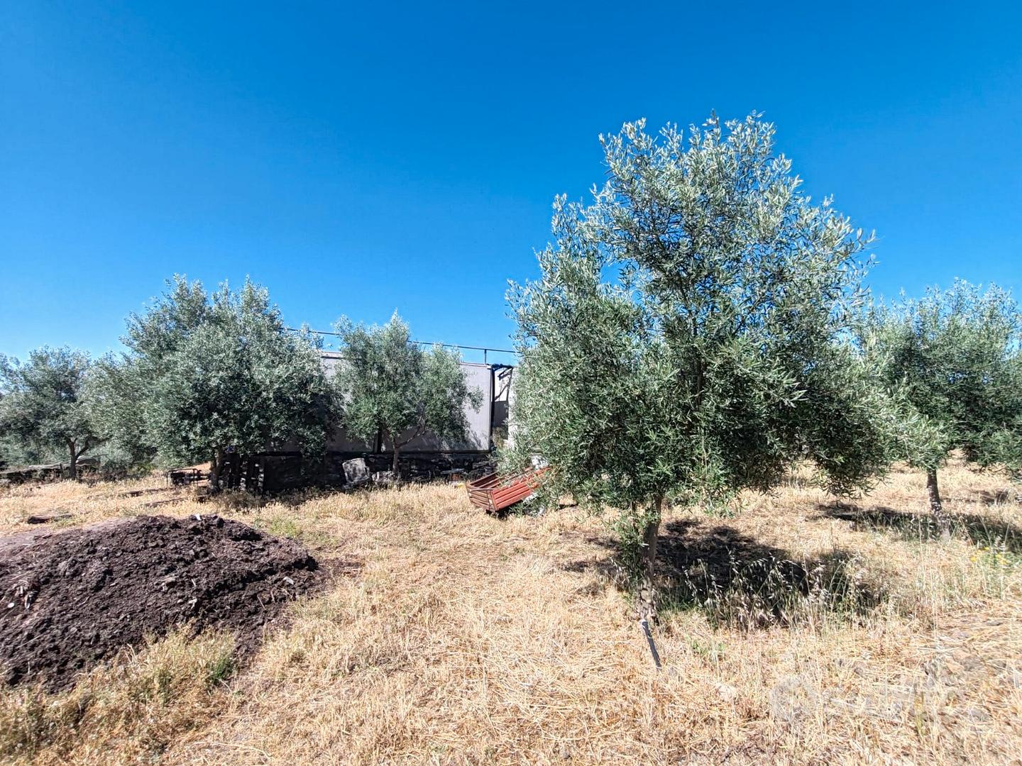 Uliveto con caseggiati - Vista 6