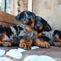 Cuccioli BEAUCERON (Pastore di Beauce) arlecchino