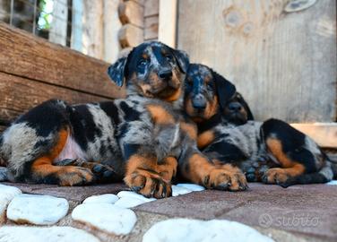 Cuccioli BEAUCERON (Pastore di Beauce) arlecchino