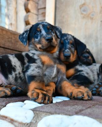 Cuccioli BEAUCERON (Pastore di Beauce) arlecchino