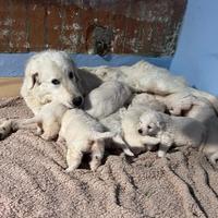 Cuccioli incrocio maremmano/golden retriever