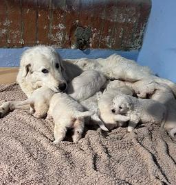 Cuccioli incrocio maremmano/golden retriever